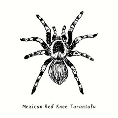 Mexican redknee tarantula (Brachypelma hamorii). Ink black and white doodle drawing in woodcut style. 