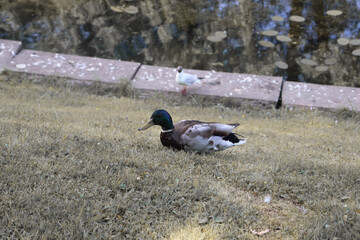 duck in the park