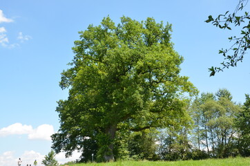 huge oak tree in a meadow in bavaria