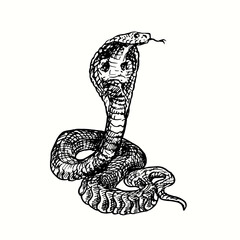 The king cobra (Ophiophagus hannah). Ink black and white doodle drawing in woodcut style. 