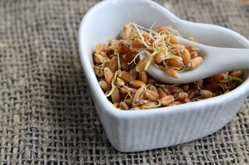Wheat sprouts. Sprouted wheat seeds in a white heart shaped bowl on a burlap cloth background.Healthy diet, vegetarian food or superfood concept.Selective focus.