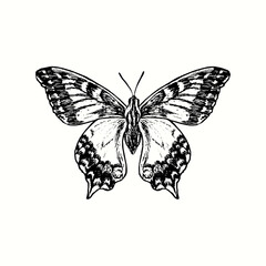 Papilio machaon, the Old World swallowtail, common yellow swallowtail butterfly front view. Ink black and white doodle drawing in woodcut style. 