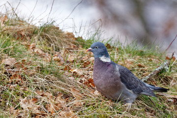 pigeon ramier