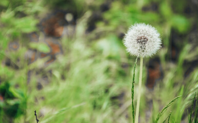 White fluffy dandelion in the woods among the green grass. Land Protection Day, Easter, Spring. Banner. A place for text. Close up