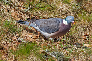 pigeon ramier
