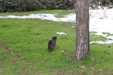gray cat going away