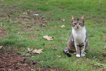 Fototapeta premium cat on the grass