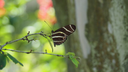 Zebra longwing butterfly hanging from branch, florida state butterfly
