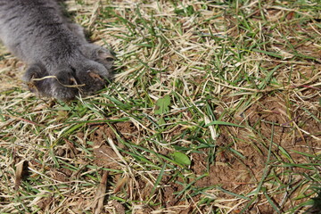 cat  claw on grass
