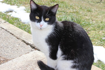 black and white cat portrait - tuxedo cat