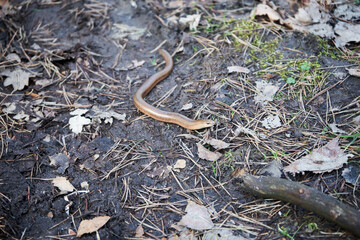 Anguis fragilis, padalec zwyczajny 