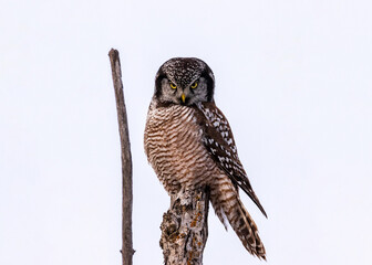 Northern Hawk Owl (Surnia ulula) perched on top of a tree while searching for prey in Canada