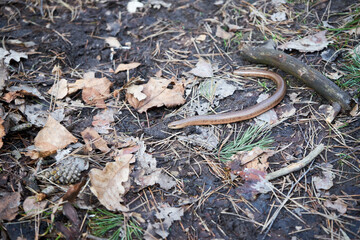 Anguis fragilis, padalec zwyczajny 