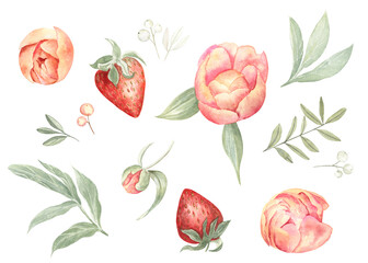 Peony and strawberry set on white isolated background. Watercolor illustration, elements for design. Perfect for farmhouse and cottage style. Cute and fresh drawing for springtime and summer. 