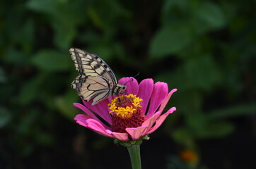 Tiger Swallowtail Butterfly