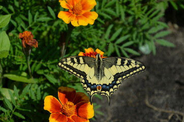 Tiger Swallowtail Butterfly