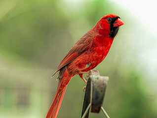 Red Male Cardinal Perched Proudly on Post
