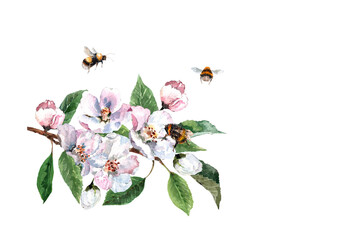 Blossoming branch of apple tree with buds, green leaves and flying bees and bumblebee. Hand drawn watercolor painting on white background for design of cards, wedding invitations, fabric, wallpaper. - obrazy, fototapety, plakaty