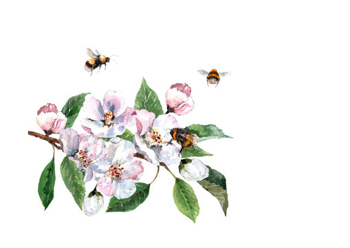 Blossoming branch of apple tree with buds, green leaves and flying bees and bumblebee. Hand drawn watercolor painting on white background for design of cards, wedding invitations, fabric, wallpaper.