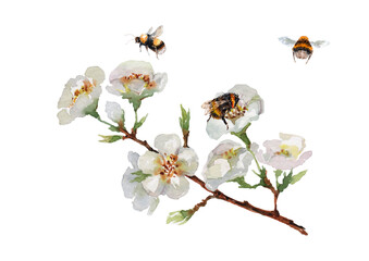 Blooming cherry branch with delicate flowers, buds, green leaves, flying bees and bumblebee. Hand drawn watercolor on white background for design of cards, wedding invitations, packaging, background.