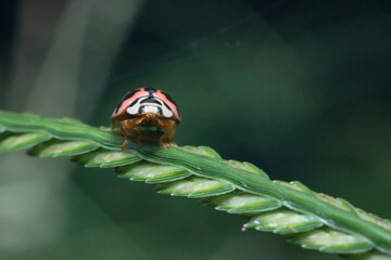 Ladybug on grass flower