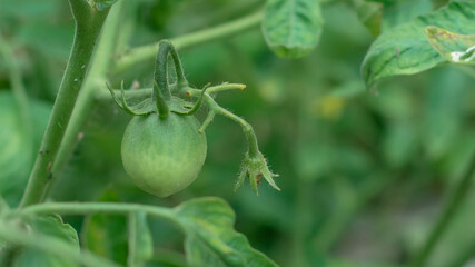 isolate focus of green tomatoes fruits in garden