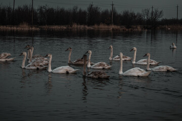 swans on the lake