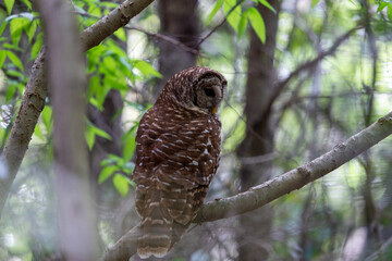 owl on branch
