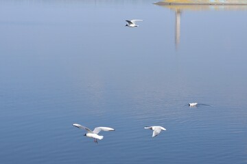 swans on the lake