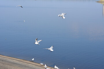 seagulls in flight
