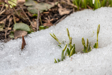 sprouts of spring snowdrops growing in snow	