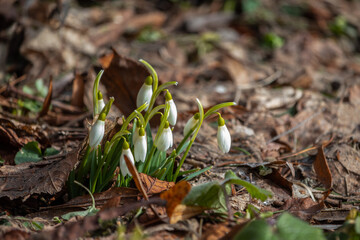 snowdrop flowers growing in the forest