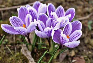 blue crocuses in spring