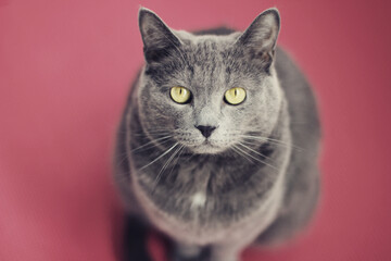 Obraz premium portrait of a cat