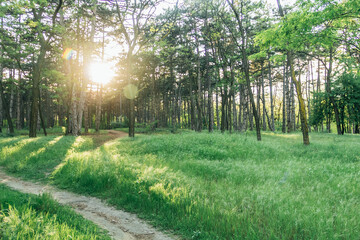 Beautiful atmospheric green pine forest at sunset. Landscape. Spring. Summer. A place for text....