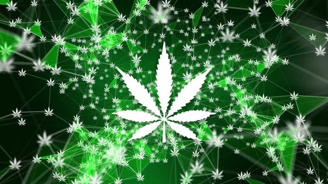 Plexus of cannabis. Perfectly looped.