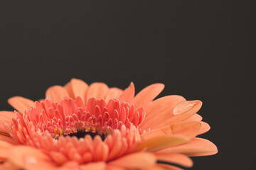 Close-up of a water drop on an orange gerbera. Dark moody photography style. Studio shot with copy space.