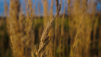 Fototapeta premium ears of wheat