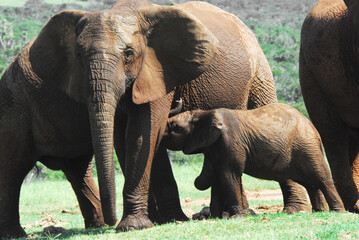 Fototapeta premium Africa- Close Up of a Cute Young Calf nuzzling its Mother