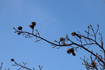 tree branches against blue sky
