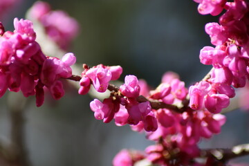 Obraz premium pink blossom