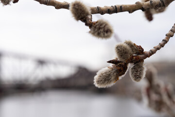 close up of a branch of a birch tree blossoming in early spring