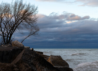 Fototapeta na wymiar A landscape view of a tree on the coast of the Lake Michigan in the early spring