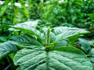 close up of green leaves