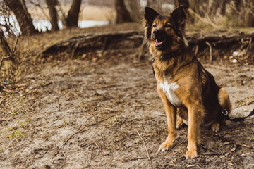 Dog on the beach, lake in Olsztyn