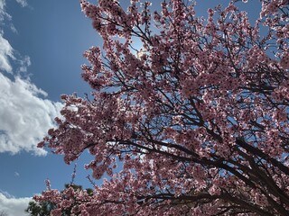 cherry tree in bloom