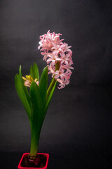 pink blooming hyacinth on a black background