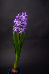 purple blooming hyacinth on a black background