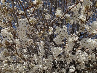 tree blossom