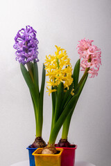 bouquet of hyacinths on a gray background